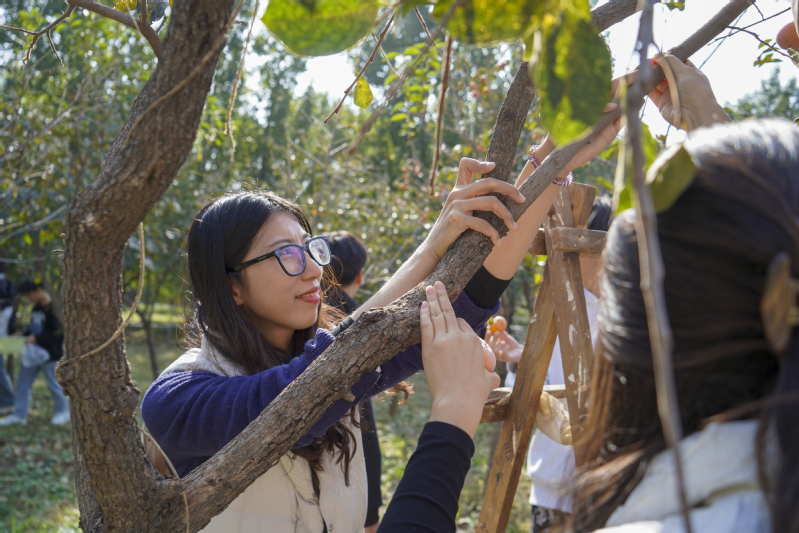 “柿”情话意，党徽暖秋
