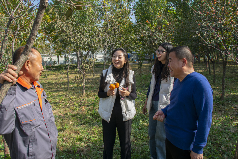 “柿”情话意，党徽暖秋